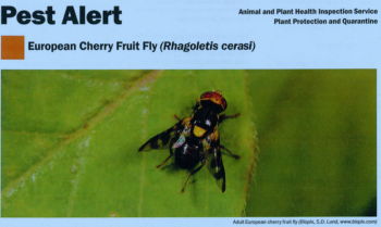 European Cherry Fruit Fly - Alert - report it