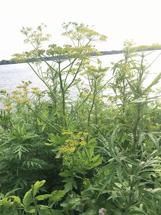 Wild Parsnip, NYS Wild Parsnip, Invasive Wild Parsnip - in Flower